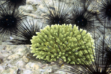 Naklejka na ściany i meble Black beautifull sea urchin