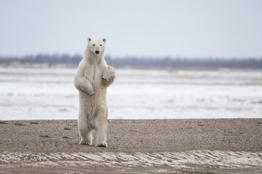 Polar Bear on Hudson Bay Canada