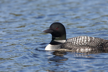 Beautiful Northern Common Loon or Diver on a lake in Northern Michigan US