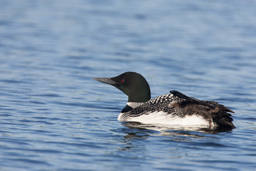Beautiful Northern Common Loon or Diver on a lake in Northern Michigan US