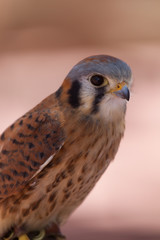 Portrait of American Kestrel
