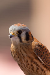 Portrait of American Kestrel
