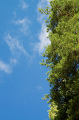 Pine Tree Frame