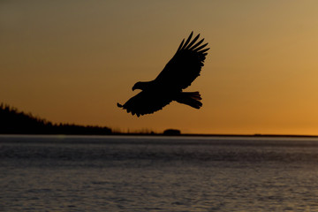 Fototapeta na wymiar American Bald Eagle flying in the area of Homer Alaska