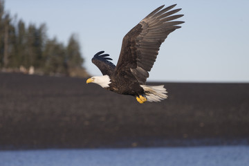 American Bald Eagle flying in the area of Homer Alaska