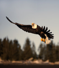 American Bald Eagle flying in the area of Homer Alaska