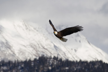 American Bald Eagle flying in the area of Homer Alaska