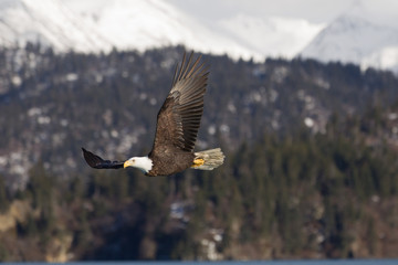 American Bald Eagle flying in the area of Homer Alaska