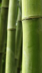 Obraz premium Green bamboo tree