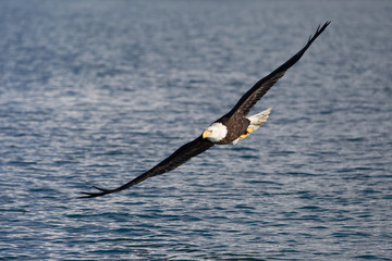 American Bald Eagle flying in the area of Homer Alaska