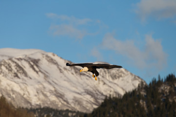 American Bald Eagle flying in the area of Homer Alaska