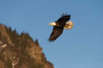 American Bald Eagle flying in the area of Homer Alaska