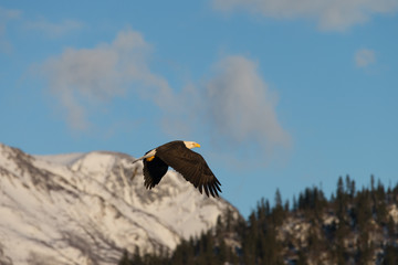 American Bald Eagle flying in the area of Homer Alaska