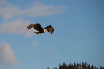 American Bald Eagle flying in the area of Homer Alaska