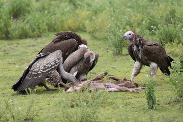 Vultures feeding on baby wildebeest in the Serengeti Tanzania