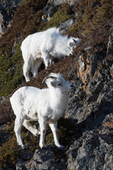 White Dall SHeep on Mountain Ledge in Alaska