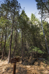Yosemite national park, the valley, California, usa