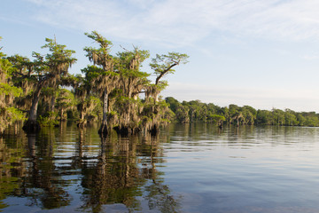 Beautiful Cypress trees on Blue Cypress Lake in Florida