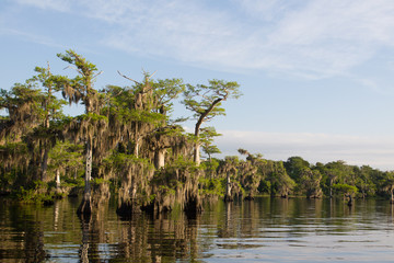 Fototapeta na wymiar Beautiful Cypress trees on Blue Cypress Lake in Florida