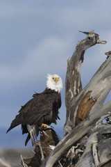 Beautiful Bald Eagle perched on Drift Wood