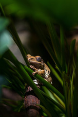 Brown frog on green stems