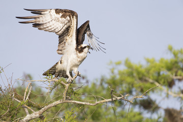 Osprey on Blue Cypress Lake in Florida
