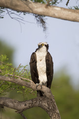 Osprey on Blue Cypress Lake in Florida