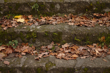 Herbst Laub