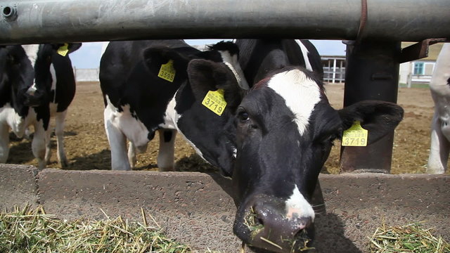 herd of cows on the farm 5