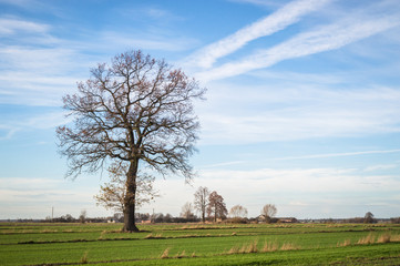 tree