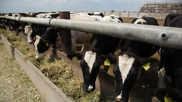 herd of cows on the farm 4