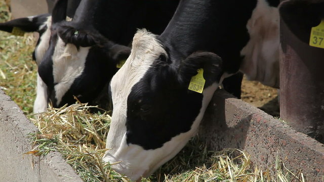 cows eat grass 8