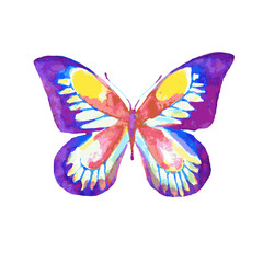 butterflies design