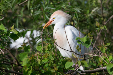 Egrets at the rookery in Gatorland located in Orlando Florida