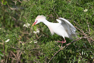 Egrets at the rookery in Gatorland located in Orlando Florida