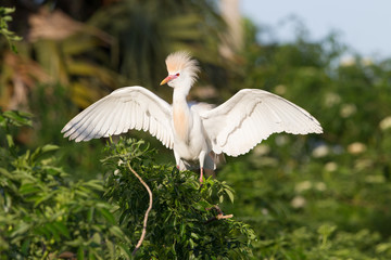 Egrets at the rookery in Gatorland located in Orlando Florida