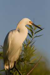 Egrets at the rookery in Gatorland located in Orlando Florida