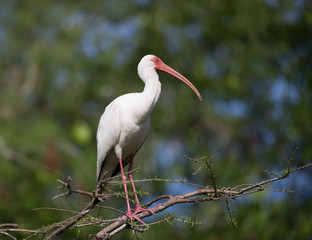 White Ibis in Florida Rookery