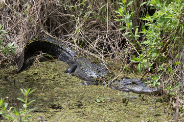 America Aligator in swamp in Florida