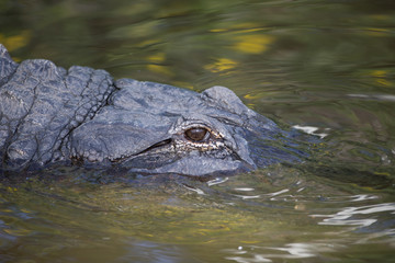 America Aligator in swamp in Florida