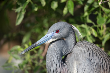 Tri-colored heron in rookery