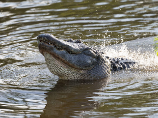 Fototapeta premium America Aligator in swamp in Florida