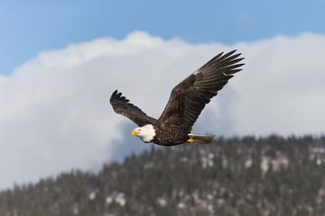 Magestic American Bald Eagle Flying in Homer Alaska