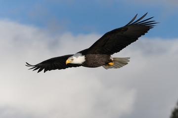 Magestic American Bald Eagle Flying in Homer Alaska