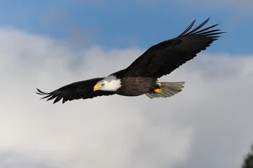 Gartenposter Magestic American Bald Eagle Flying in Homer Alaska © Dennis Donohue