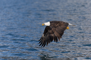 Magestic American Bald Eagle Flying in Homer Alaska