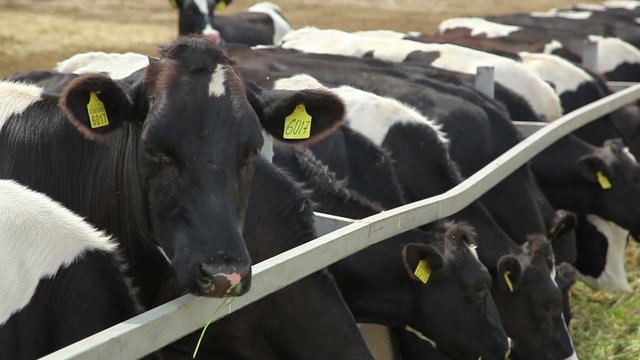 cows eat grass 7
