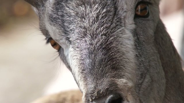 Cute tibetan goat close up.