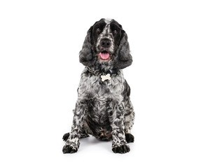 Picture of a Cocker Spaniel sat on a white background