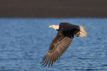 Magestic American Bald Eagle Flying in Homer Alaska